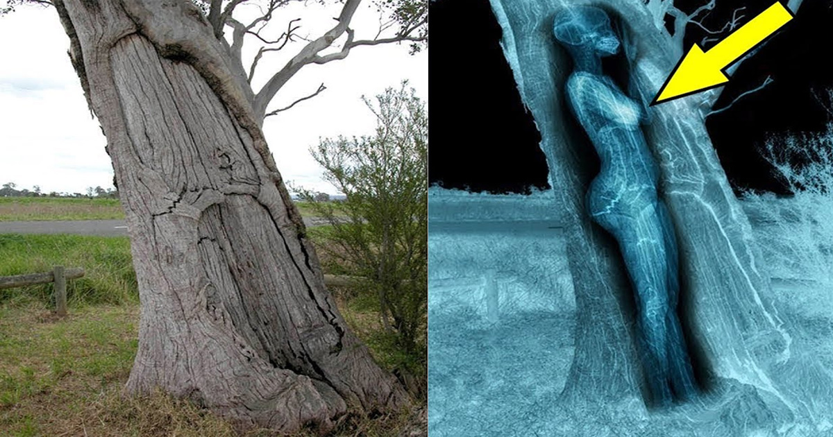 The tomb inside the tree