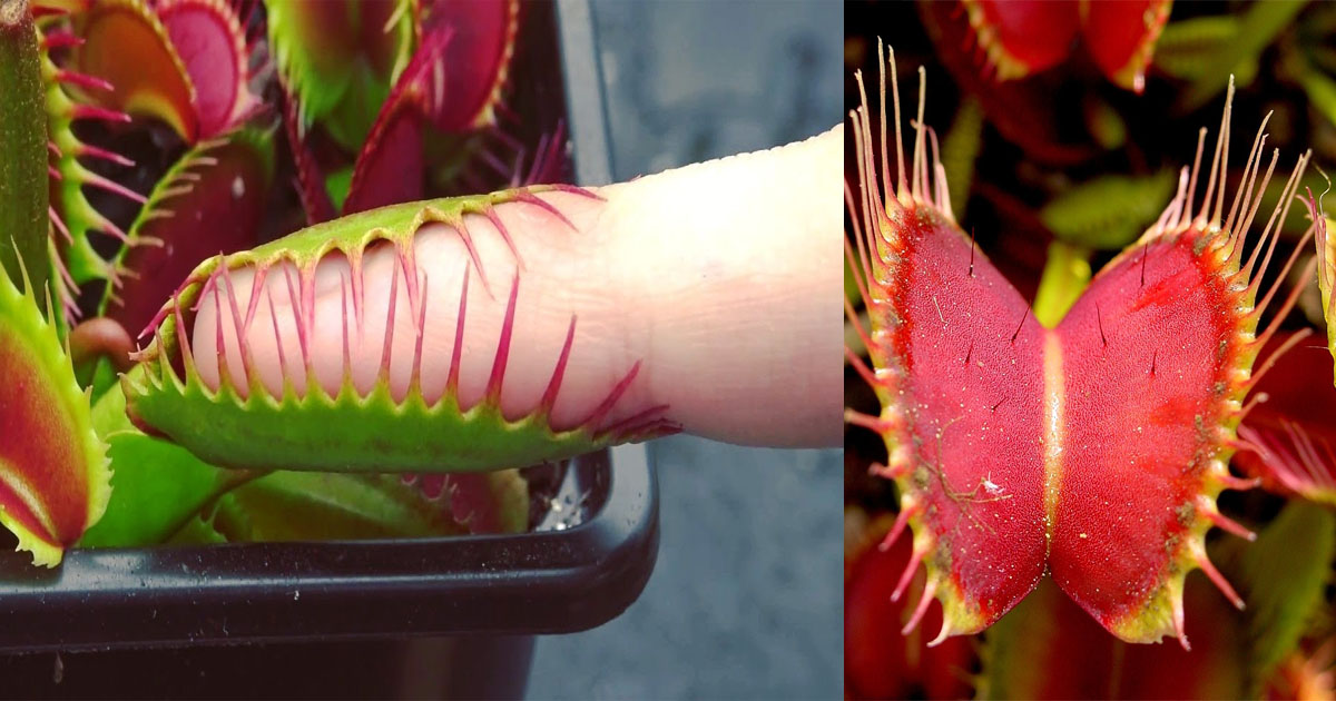 Venus Flytrap