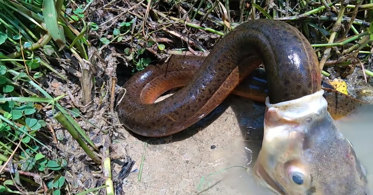 Eating Eel Fish