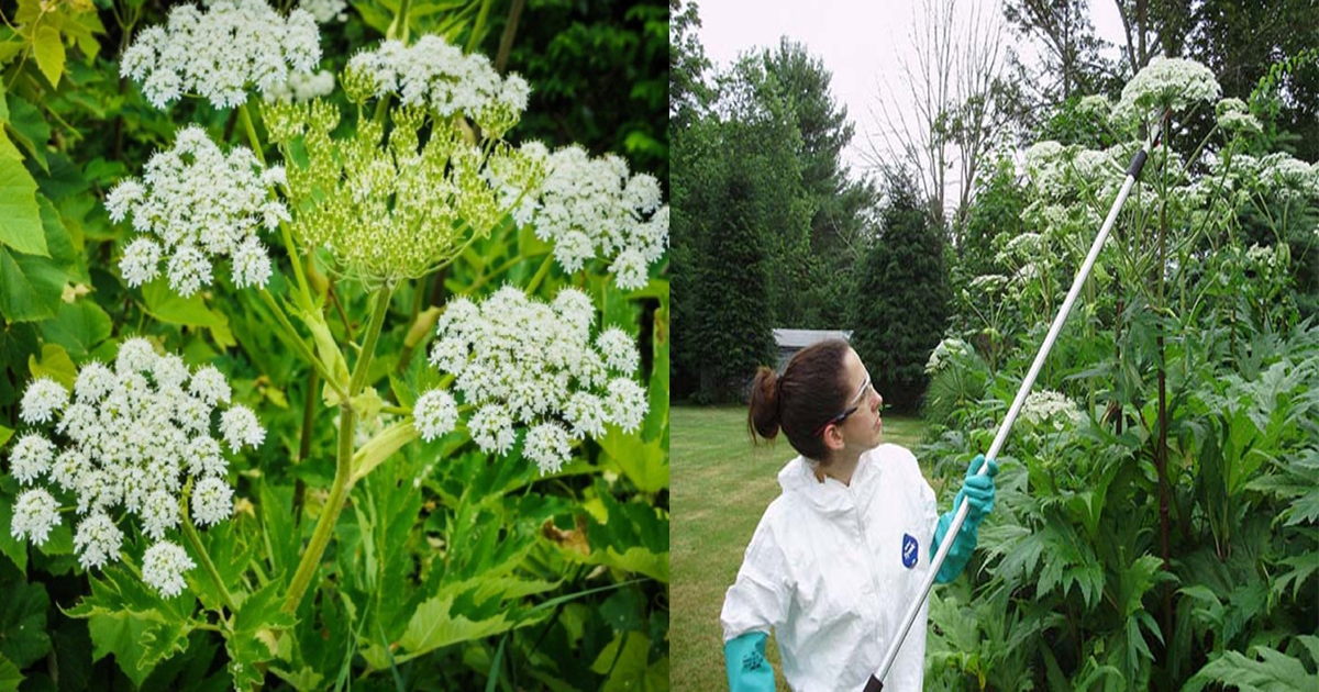 Giant Hogweed