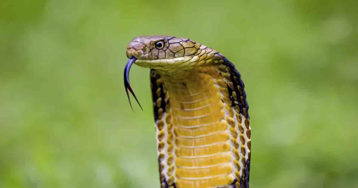 King Cobra