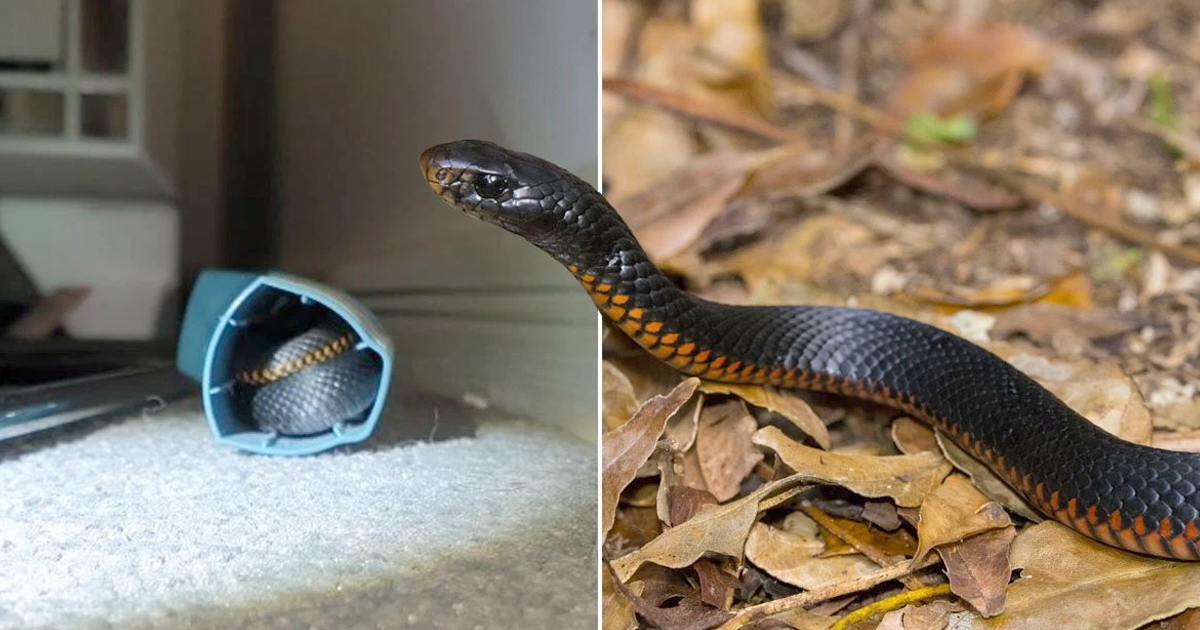 Venomous snake found asthma inhaler