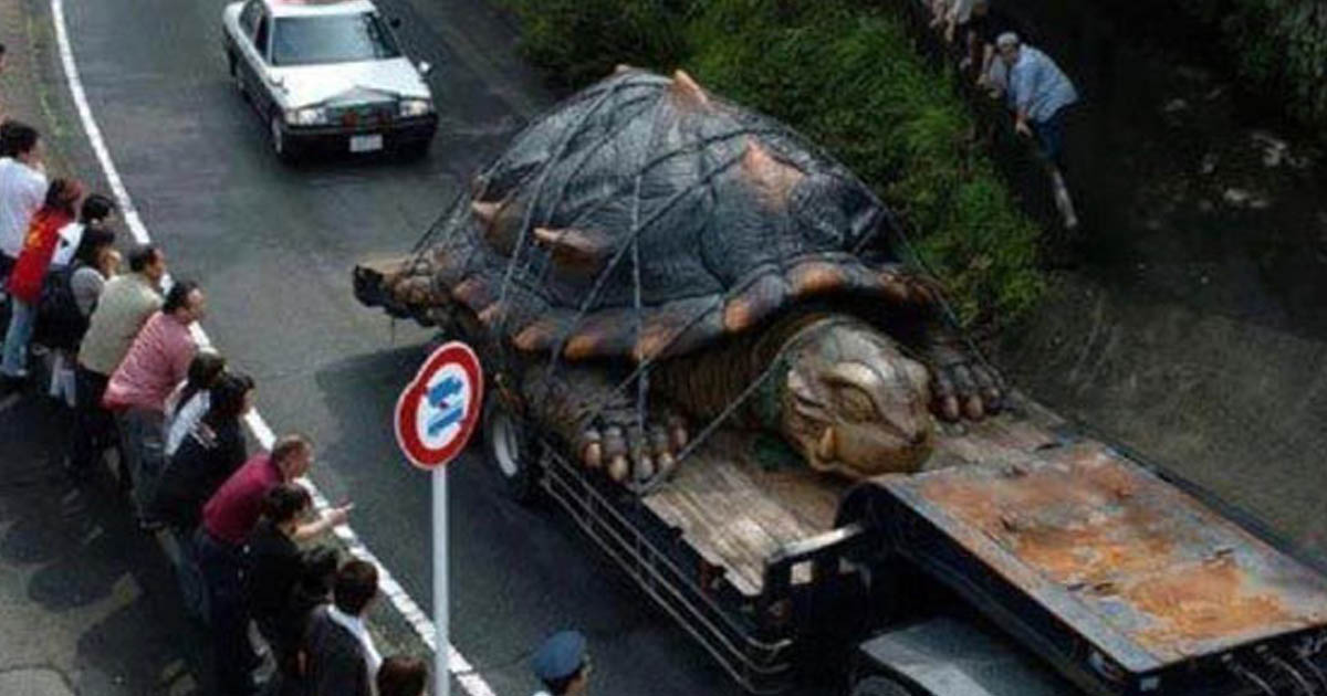 Biggest Tortoise