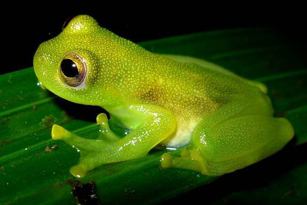 Glass Frog