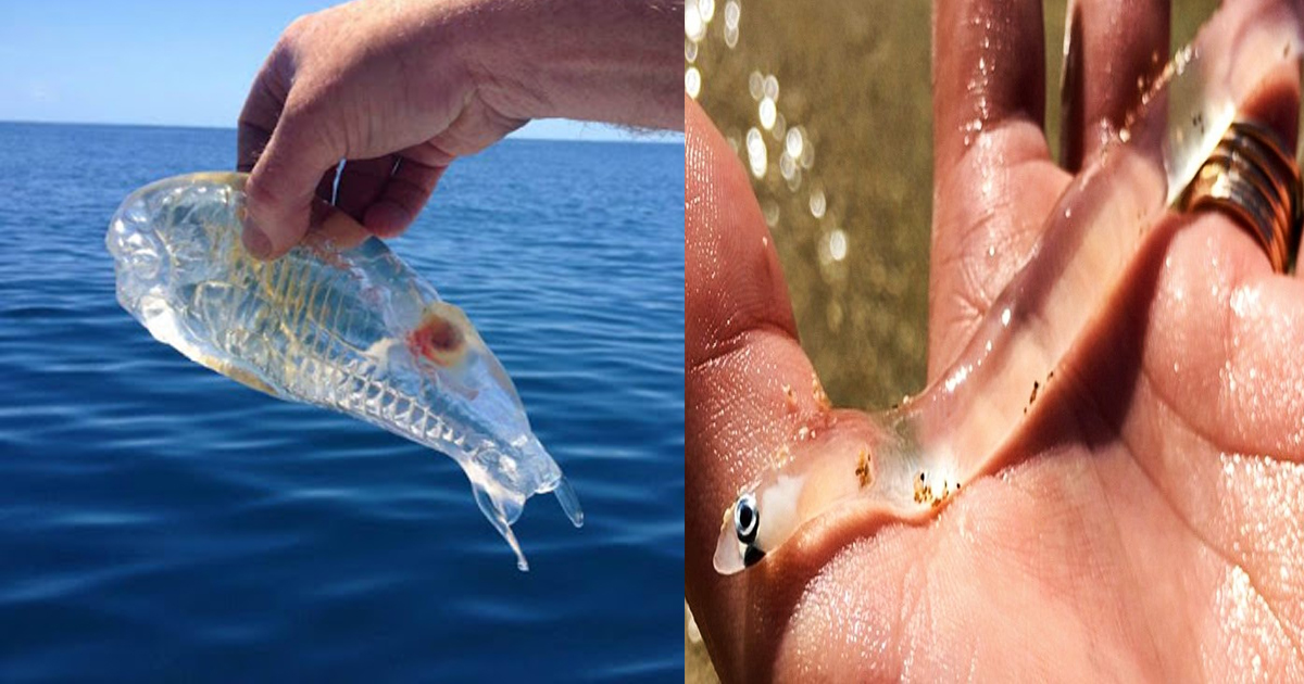 Transparent Creatures