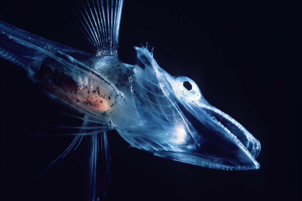 Icefish