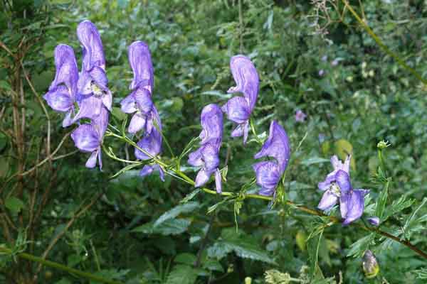 Aconitum