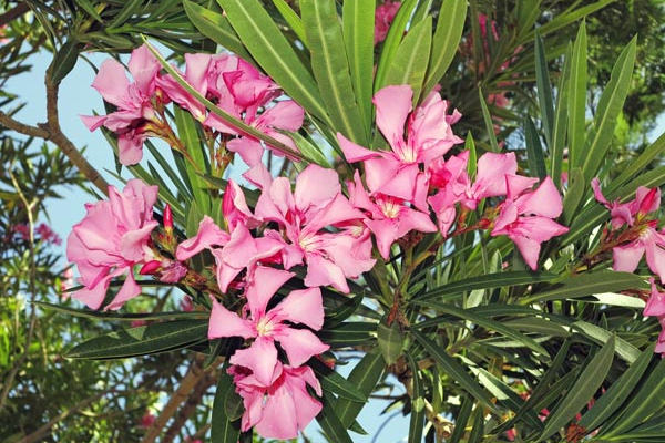 Oleander