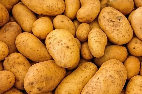 Potato