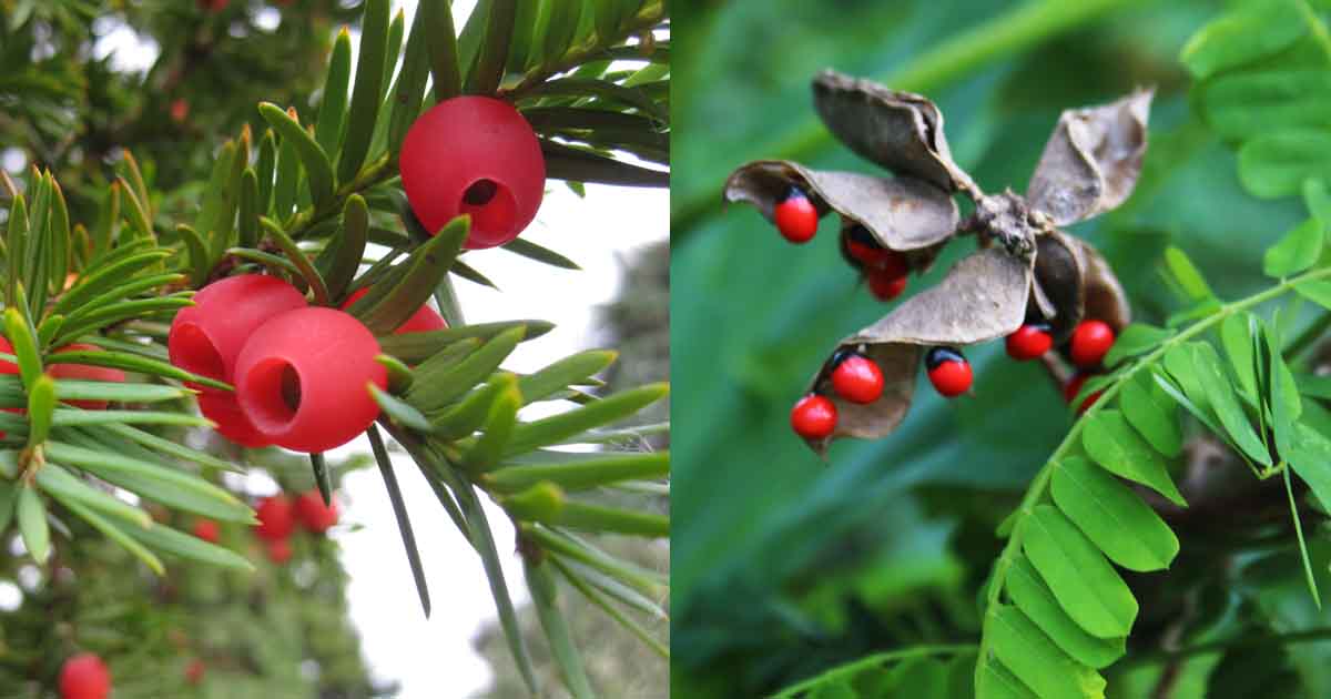 The most poisonous plants in the world.