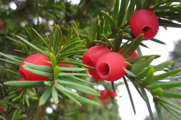 Yew Berries