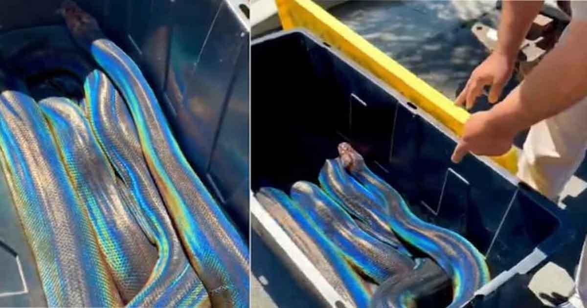 Viral Photo of This Gorgeous Rainbow Snake