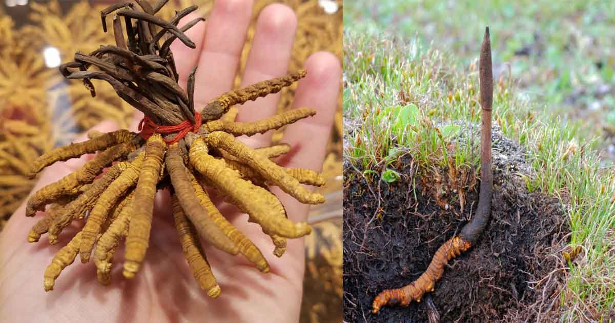 Himalayan Caterpillar Fungus