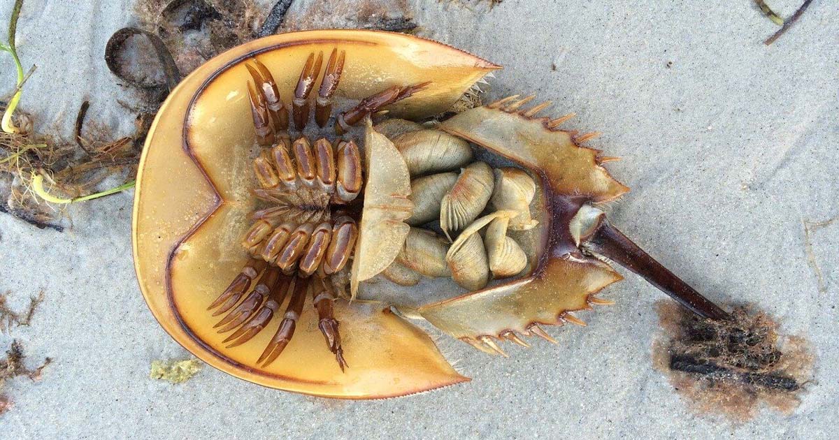 Horseshoe Crab