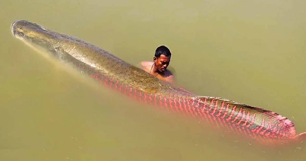 Bizarre creature in the Amazon River.