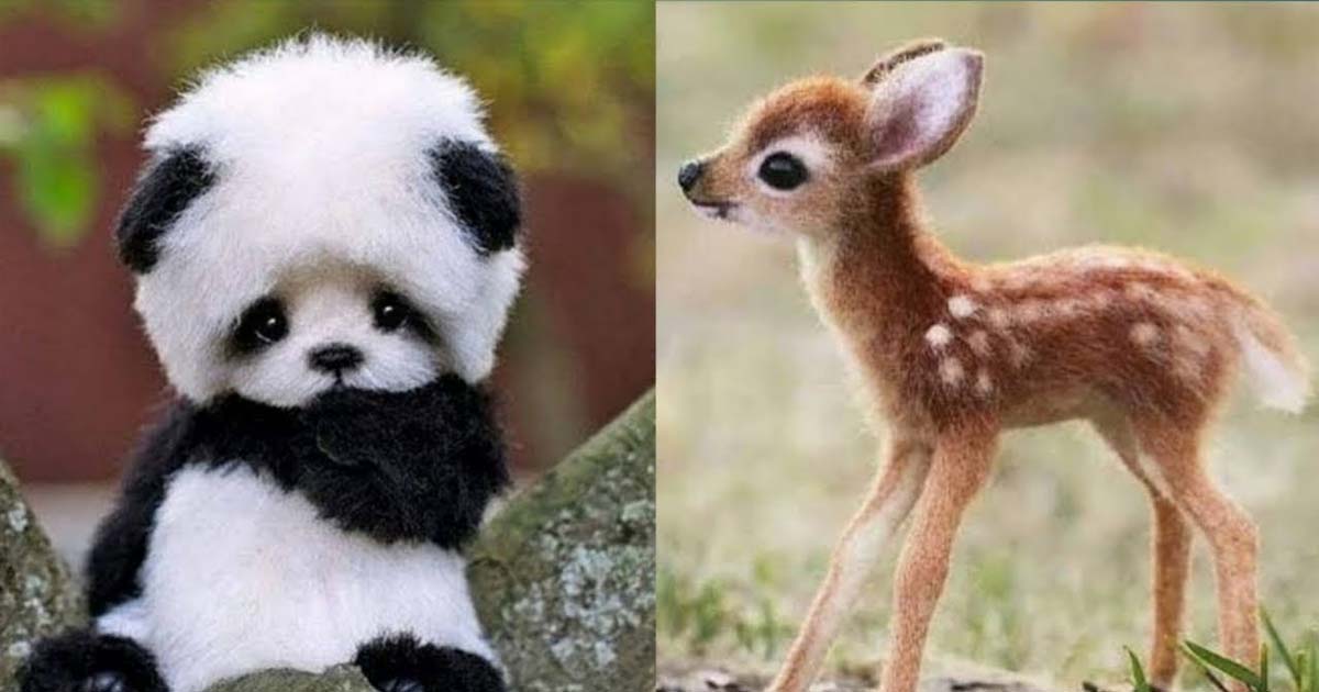 Cute Animals