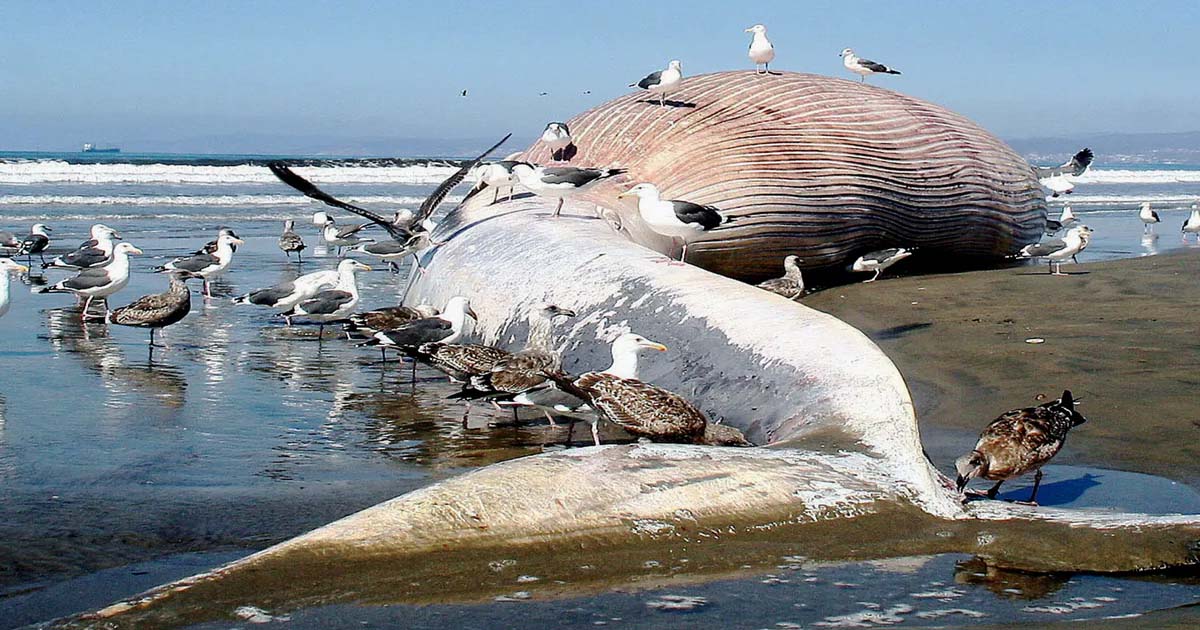 Giant creatures from the sea.