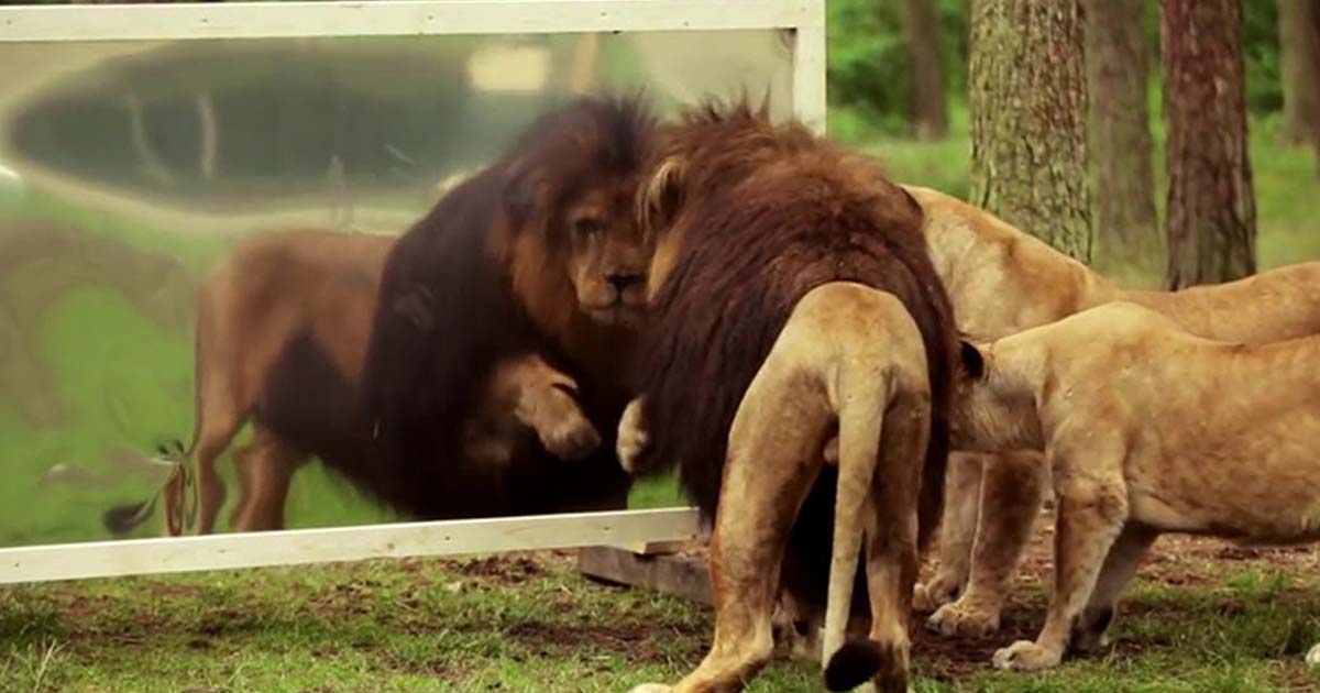 Lion on Mirror