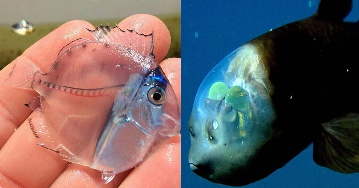 Transparent creatures