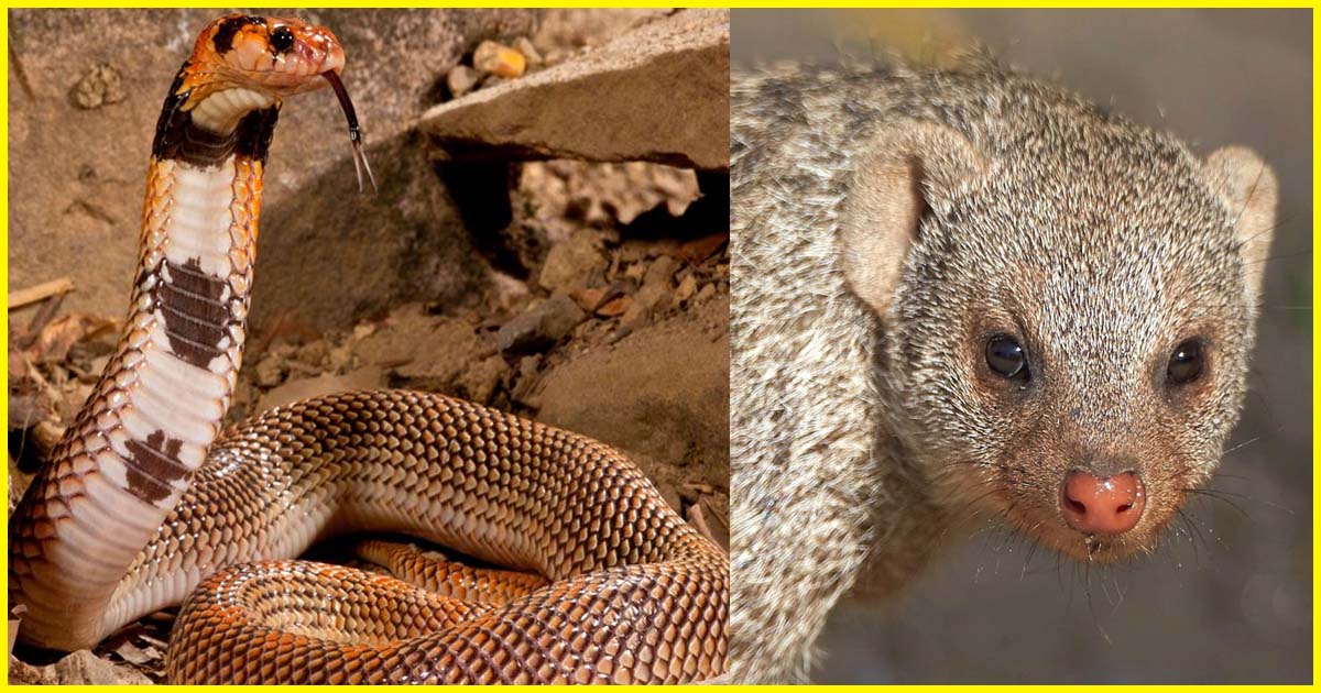 You will be shocked to know why snakes are afraid of Mongoose.