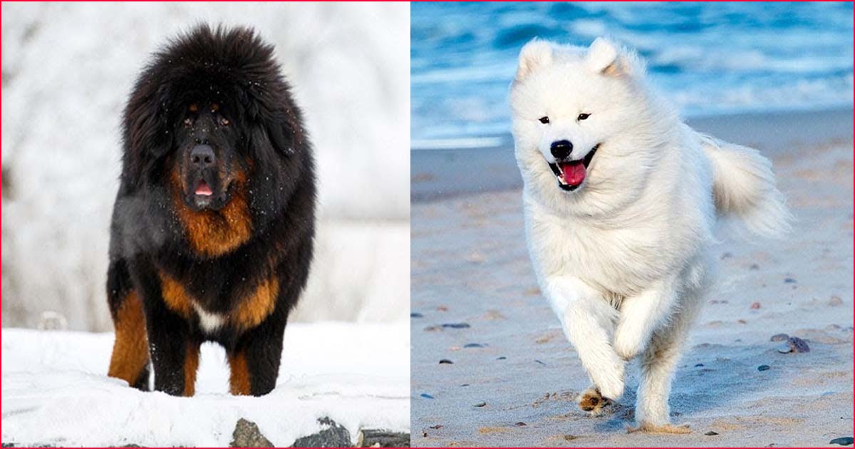 The most expensive dogs in the world.