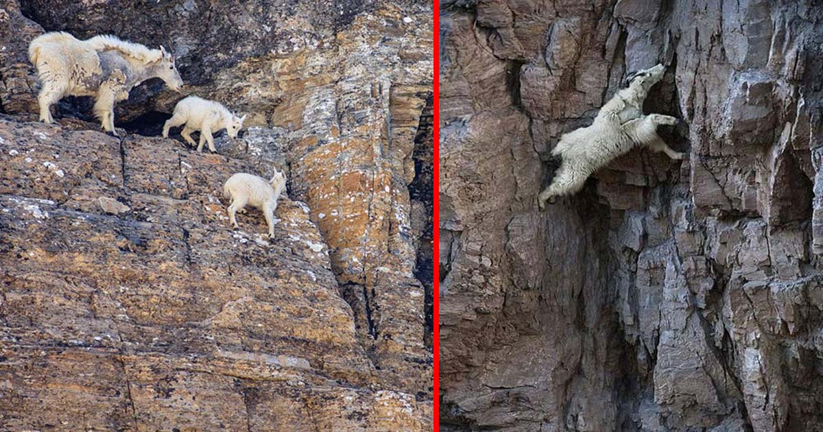 What is the reason for the sheep to jump off the mountain