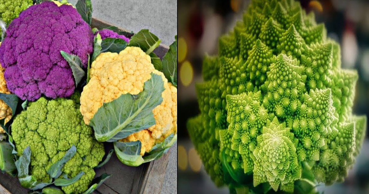 Different types of vegetables