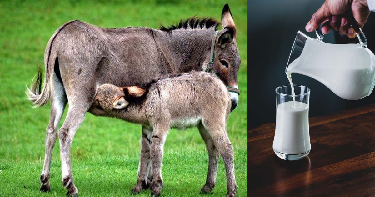 Donkey Milk