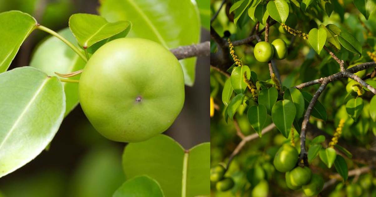 Manchineel