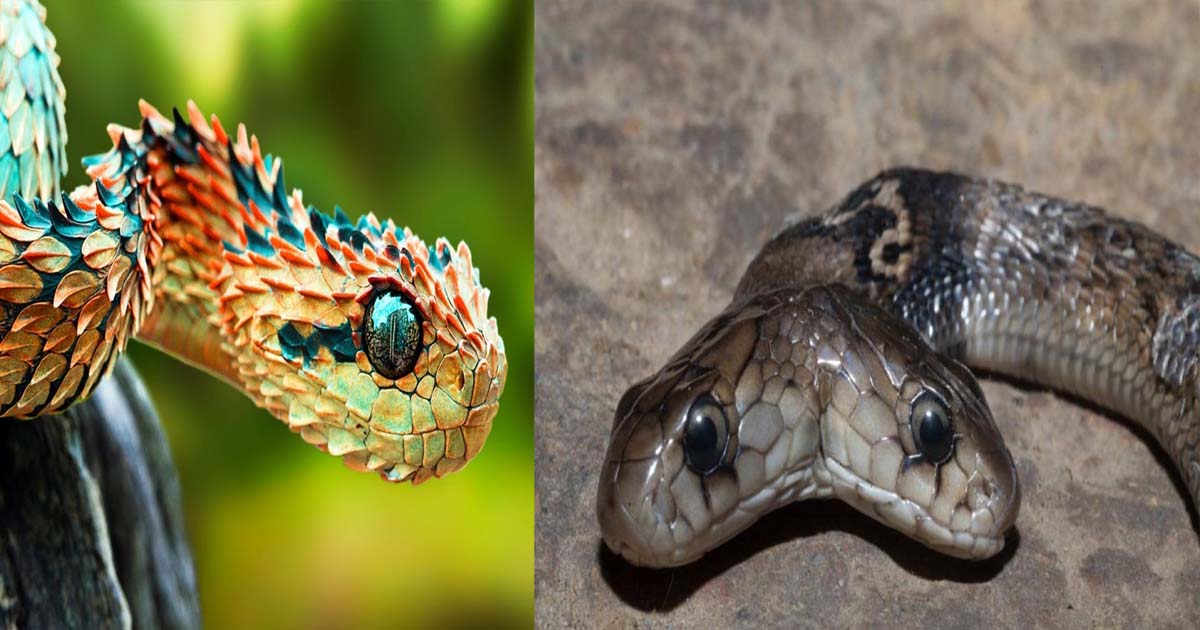 The strangest and rarest snakes in the world