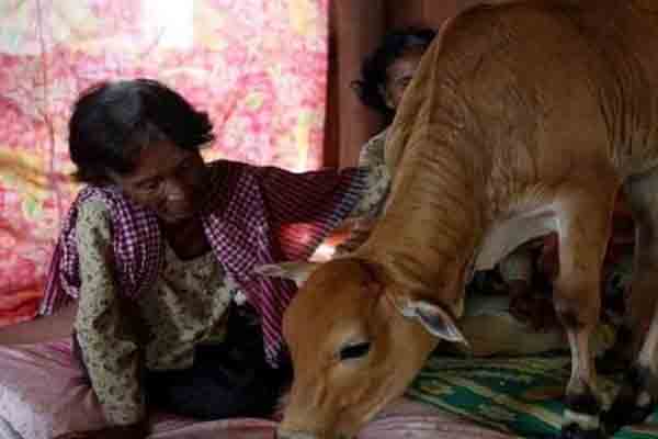 Women Married Cow