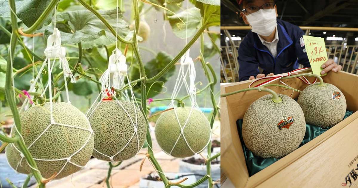 Yubari Melon