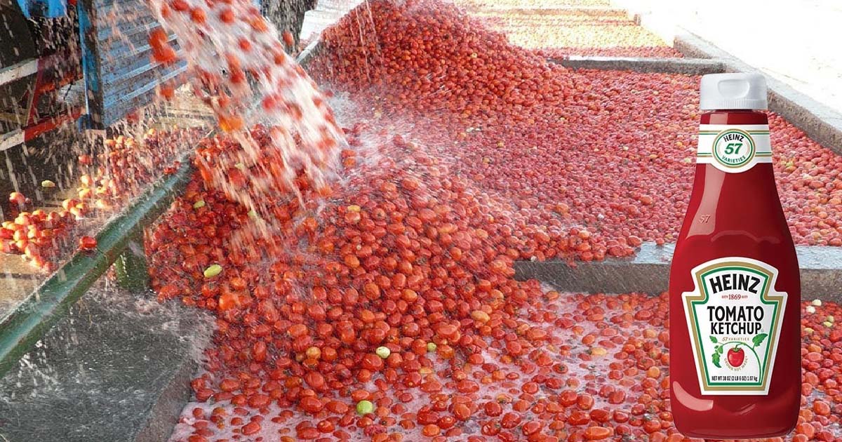 Tomato ketchup Factory