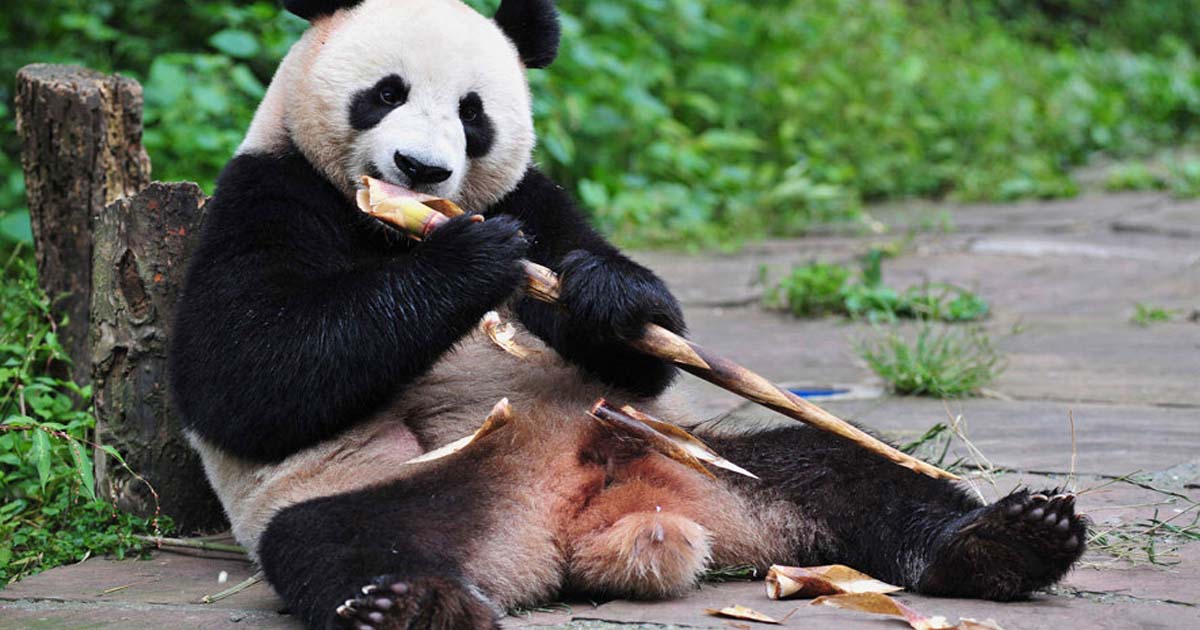 All the pandas in the world belong to China