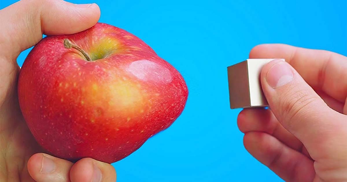 The magnet that attracts apples.