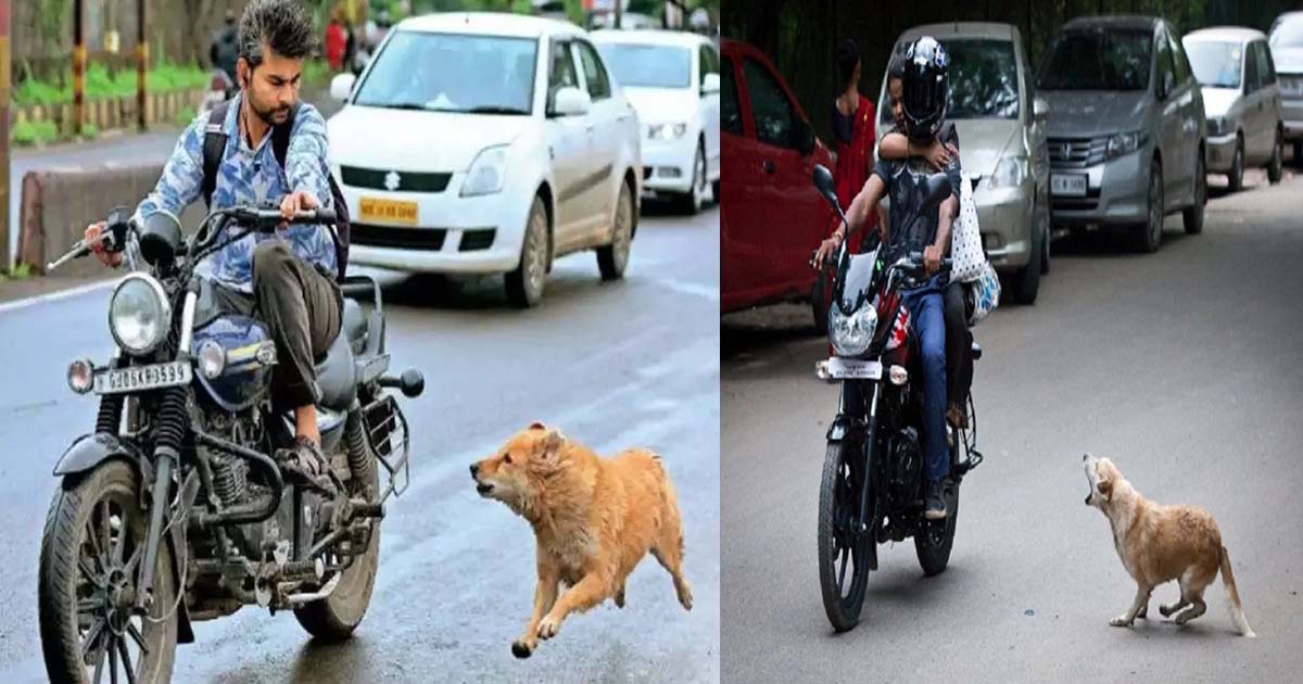 Dog Chasing motorcycle