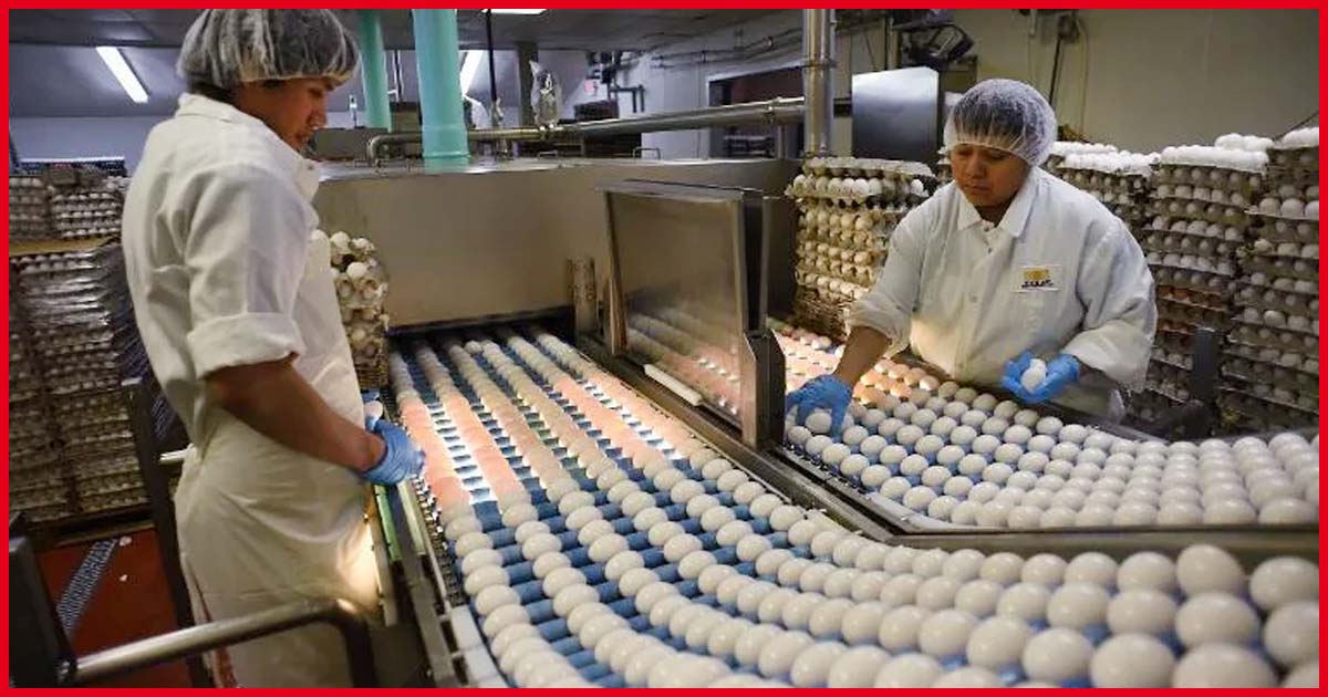 Egg processing on factory