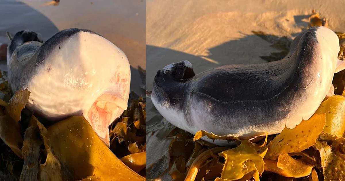 Even the scientific community was amazed to see the creature lying on the beach.