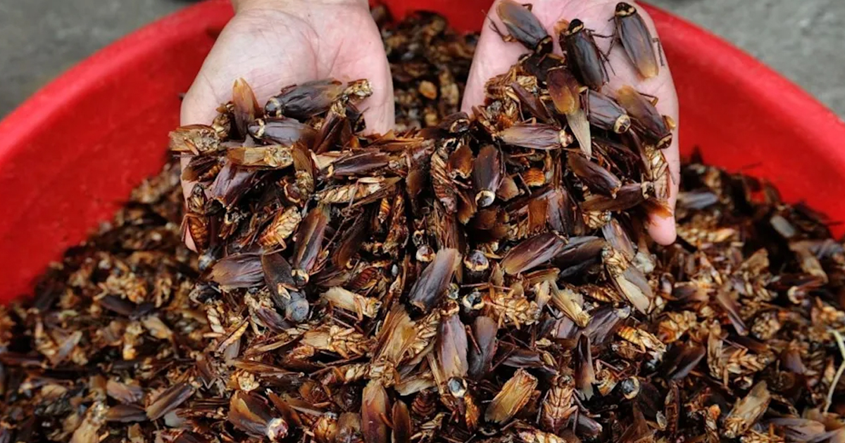 The company pays lakhs of rupees to those who raise beetles at home