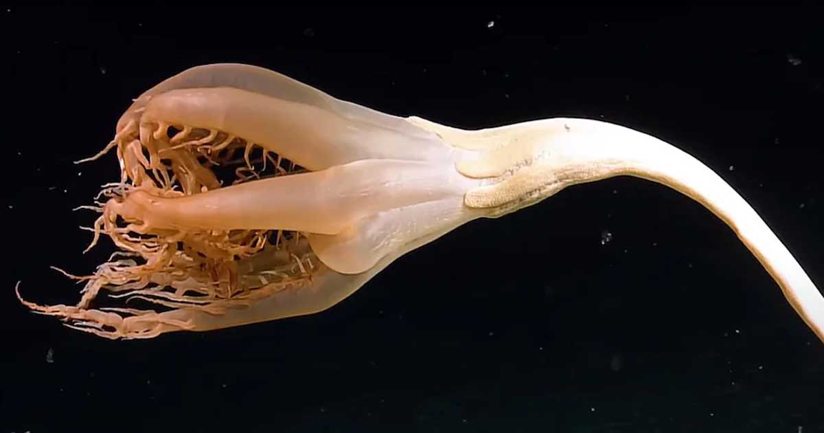 A strange and rare creature found in the Pacific Ocean