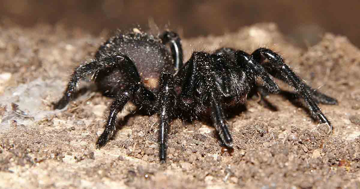 Australian funnel-web spider