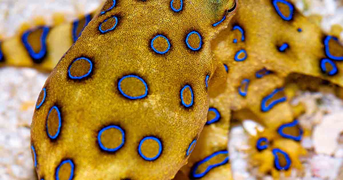 Blue-ringed octopus