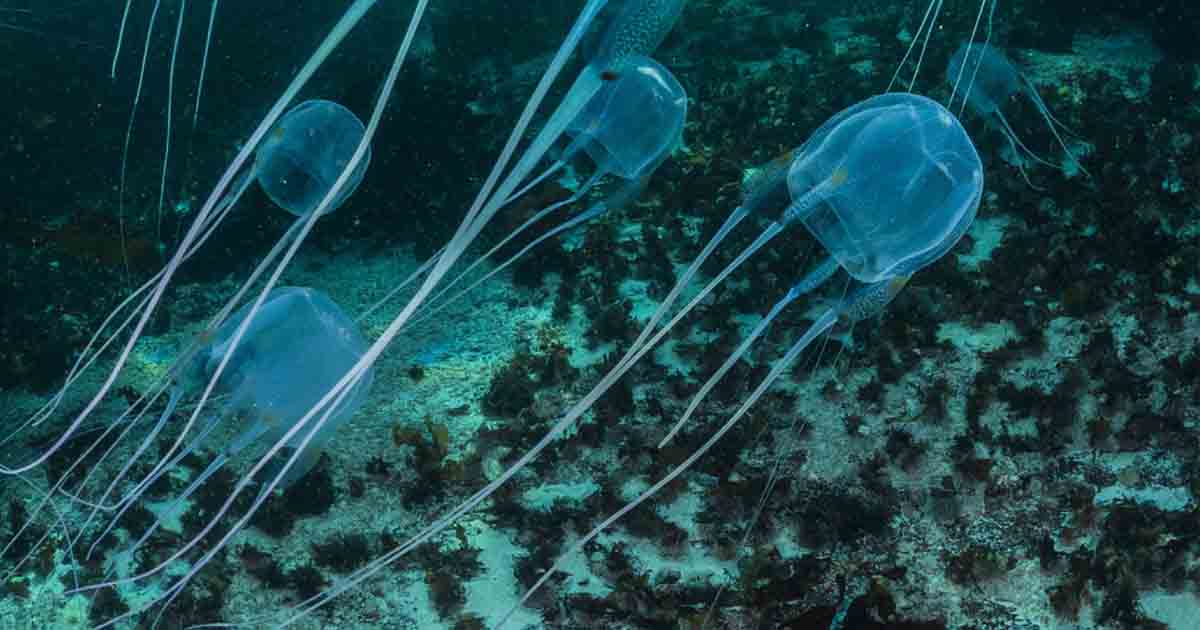 Box Jellyfish