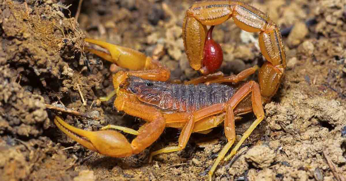 Indian red scorpion