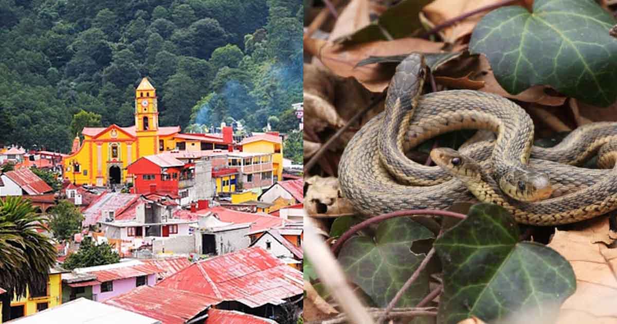 People in this village in India live with snakes