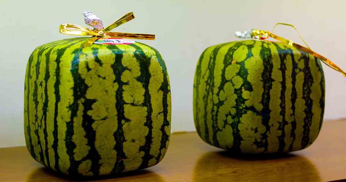 Square Watermelon