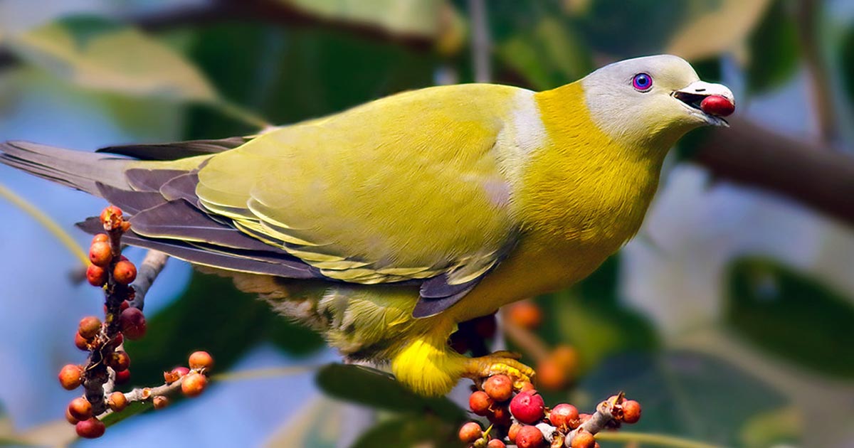 Yellow-footed green pigeon