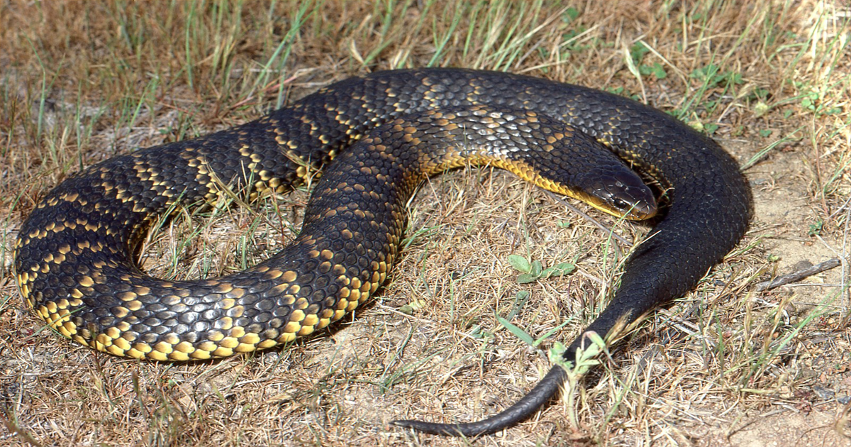 Tiger Snake