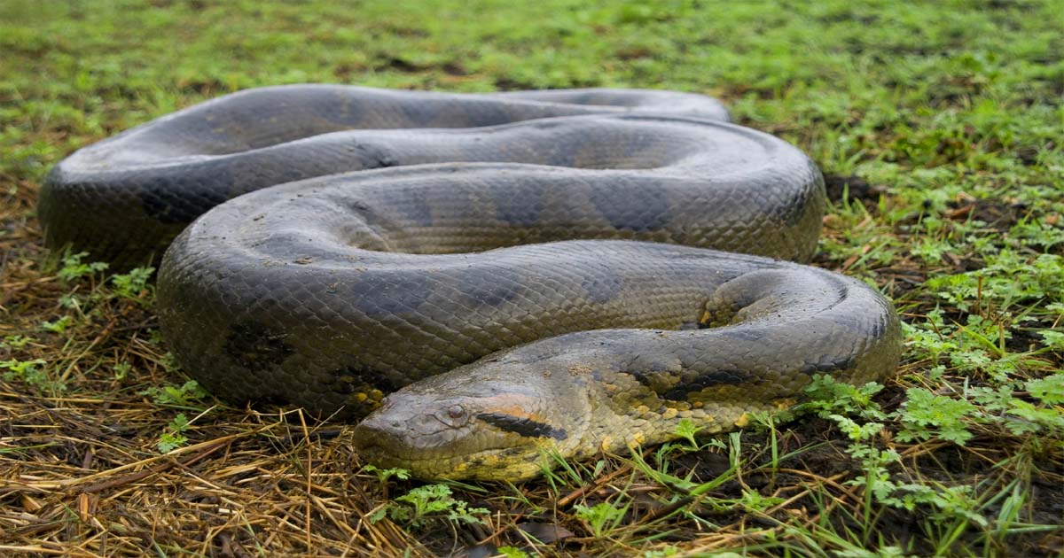 Anaconda