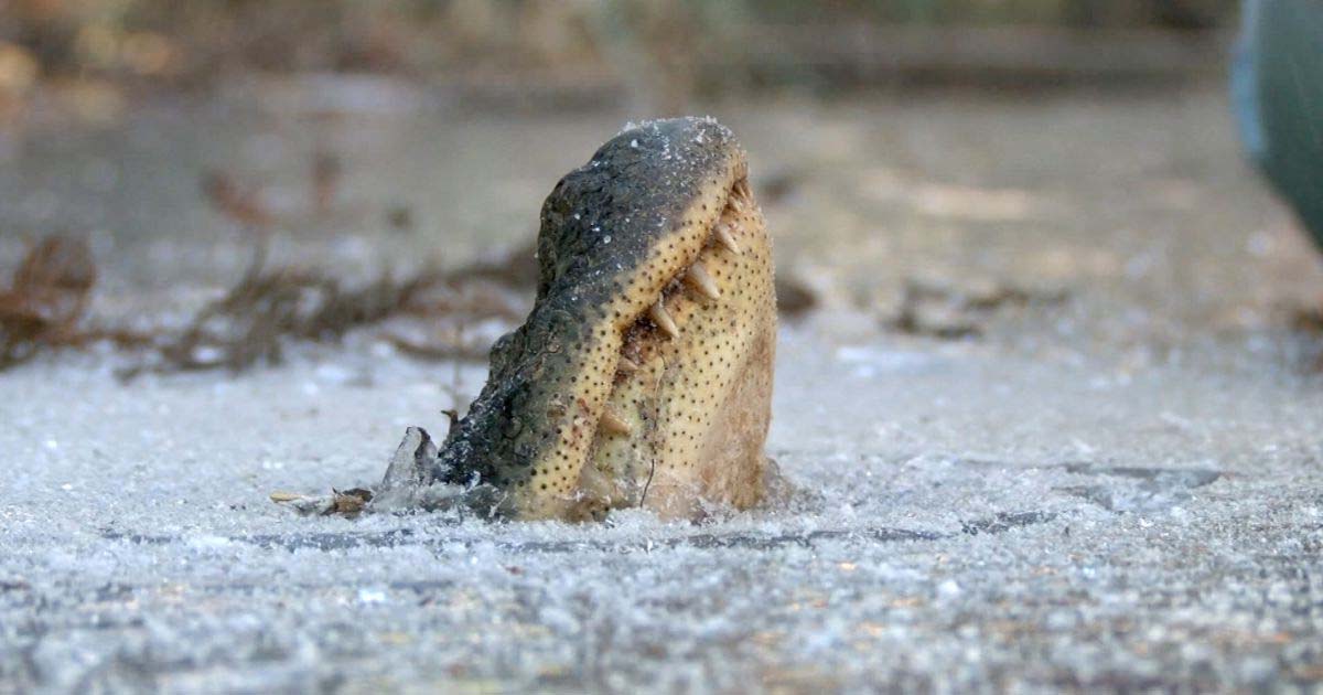 Crocodile In Ice Water